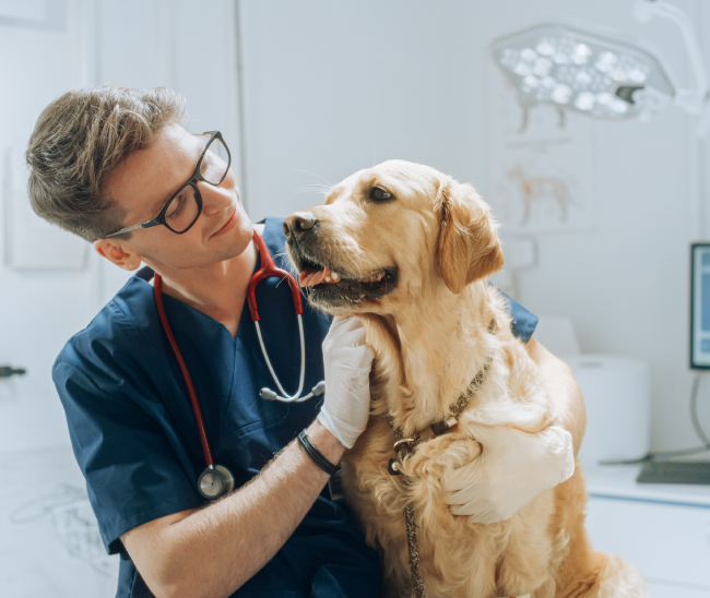 Veterinary Clinics